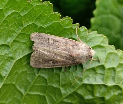 Square-spot Rustic