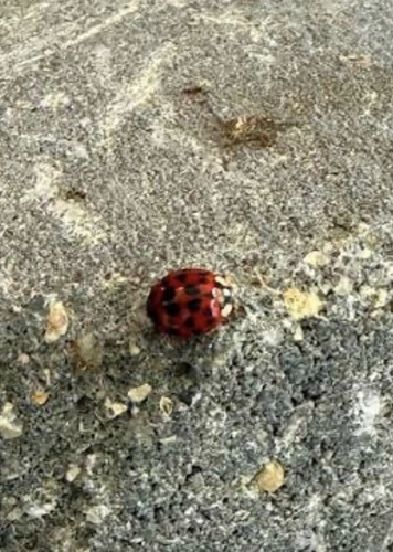 Asian Lady Beetle