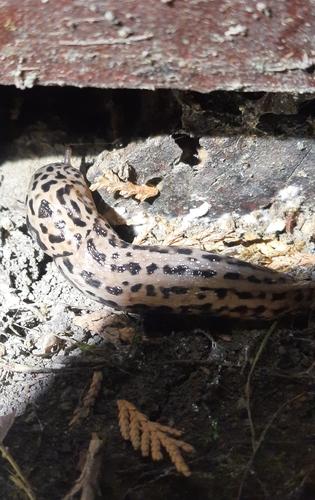 Leopard Slug