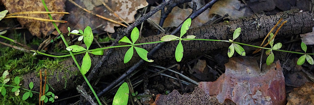 Galium palustre; photograph (c) Георгий Виноградов (Georgy Vinogradov), some rights reserved (CC BY)