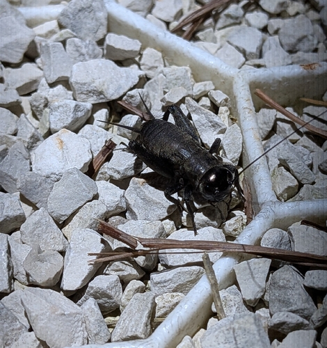 European Field Cricket