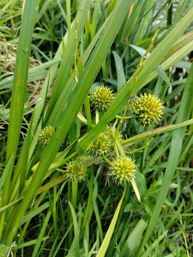 Branched Bur-reed