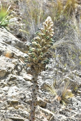Puya herzogii
