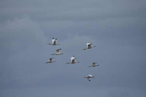 White Ibis