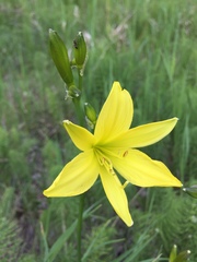 Hemerocallis minor