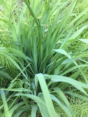 Hemerocallis minor