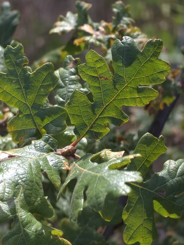 Oregon oak
