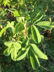 Rosa acicularis
