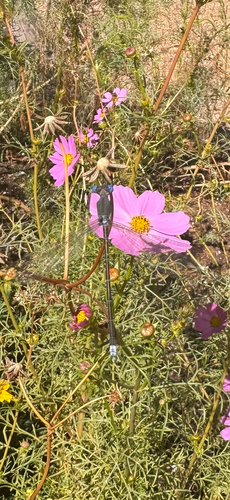 Great Spreadwing