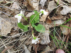Viola alexandrowiana