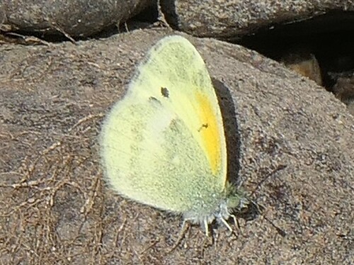 Dainty Sulphur