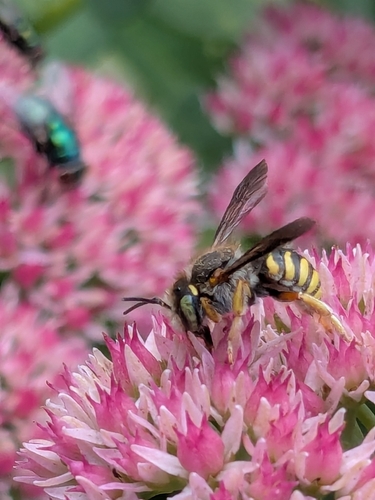 Oblong Woolcarder Bee