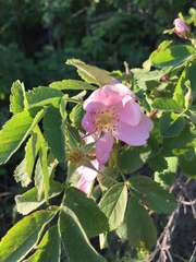 Rosa acicularis