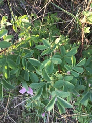 Rosa acicularis