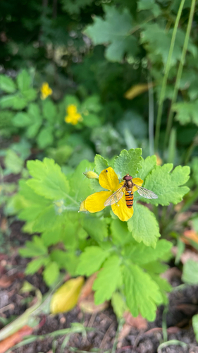 Marmalade Hover Fly