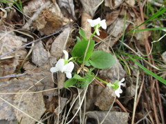 Viola alexandrowiana
