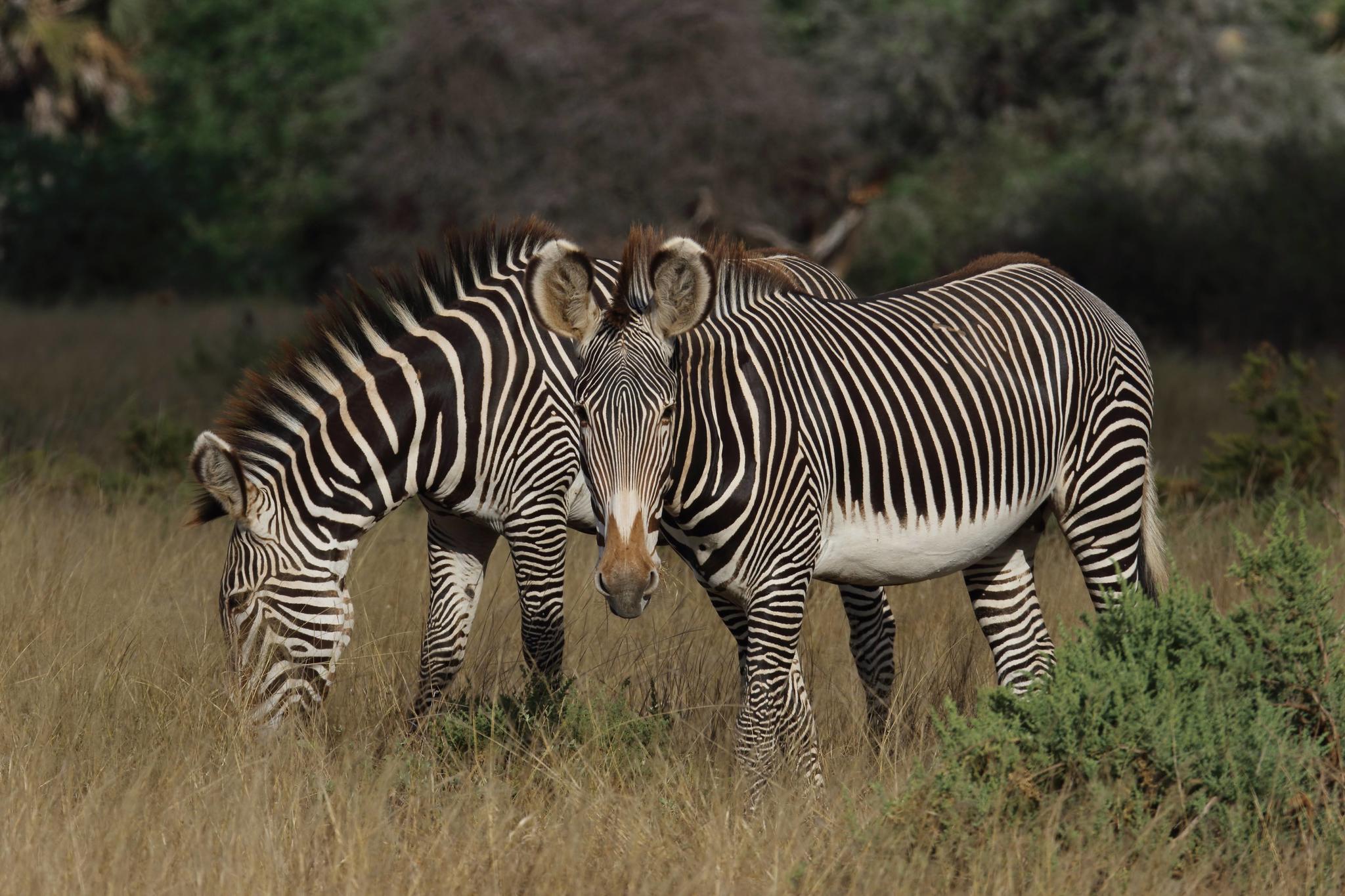 Grévy's zebra, Equus grevyi, hind legs, detail Stock Photo - Alamy