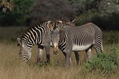 Grevy's Zebra photo 3