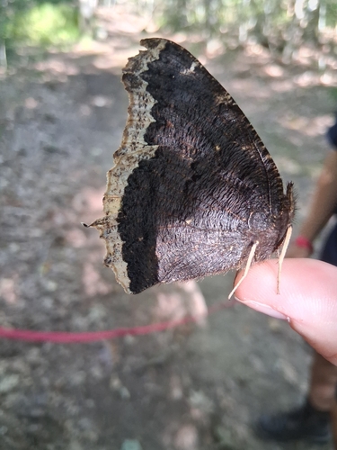 Mourning Cloak