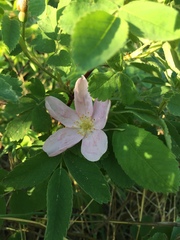 Rosa acicularis
