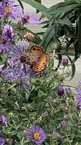 American Lady