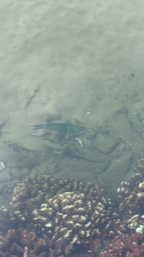 Thalassoma hebraicum observed 2026-09-21