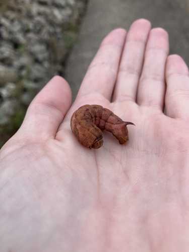 Virginia Creeper Sphinx