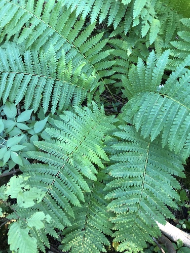 interrupted fern