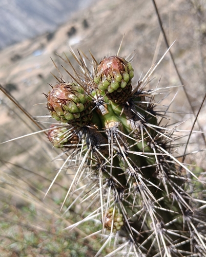 Corryocactus melanotrichus, photograph 1