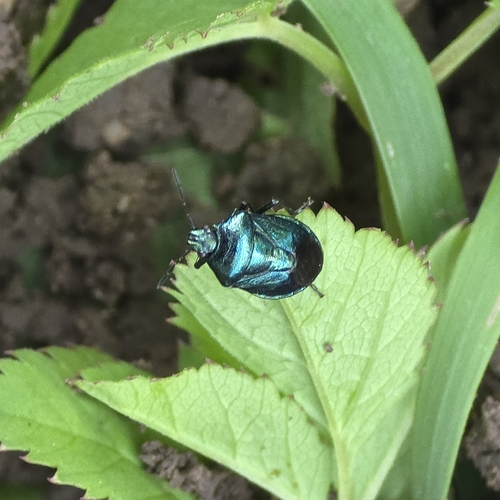 Blue Shield Bug