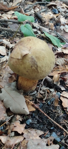 Lurid Bolete