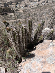 Corryocactus melanotrichus, photograph (c) Andrés Romero Bravo, some rights reserved (CC BY)