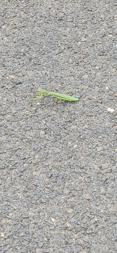 Chinese Mantis