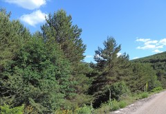 Adenocarpus complicatus