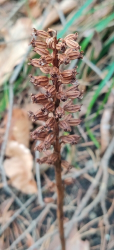 bird's-nest orchid