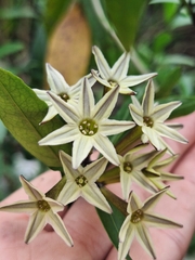 Cestrum parqui, photograph (c) Rocío Esmeralda Pose, some rights reserved (CC BY)