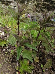 Urtica dioica