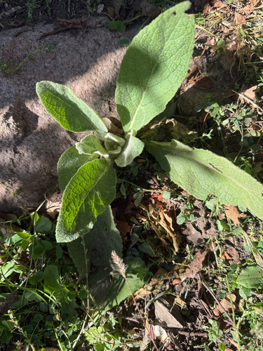 great mullein