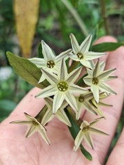 Cestrum parqui, photograph (c) Rocío Esmeralda Pose, some rights reserved (CC BY)