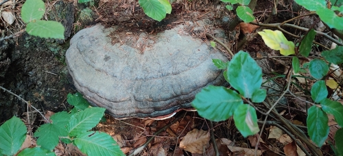 Red-banded Polypore