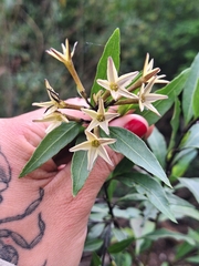 Cestrum parqui, photograph (c) Rocío Esmeralda Pose, some rights reserved (CC BY)