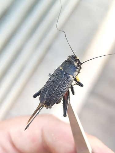 Southern Field Cricket