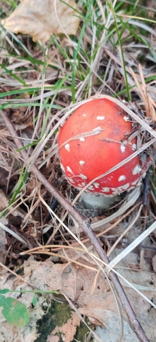 Fly Agaric