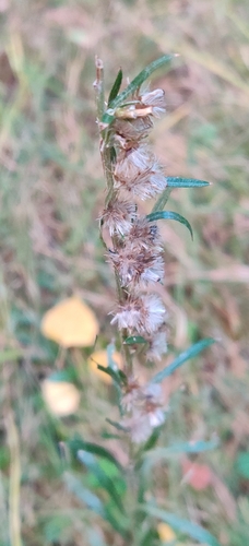 Woodland Cudweed
