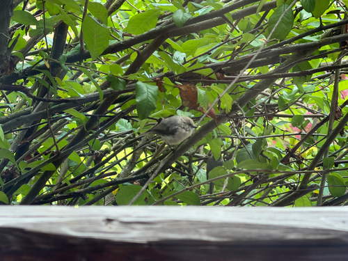 Bushtit