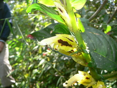 Columnea picta
