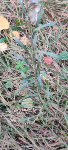 Omalotheca sylvatica, photograph 4