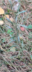 Omalotheca sylvatica, photograph (c) Ondřej Křivan, some rights reserved (CC BY)