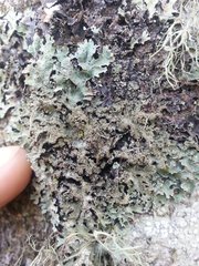 Parmelia pseudosulcata