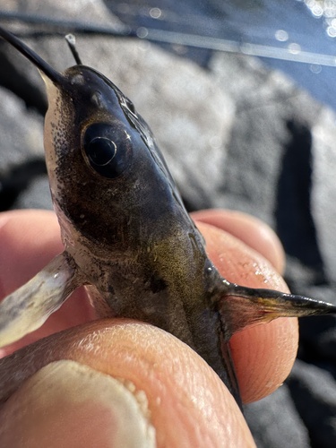 Channel Catfish